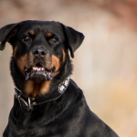 Frank en Raki Review Lichaamstaal hond