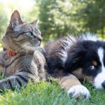 Opleiding huiselijke opvang hond &kat