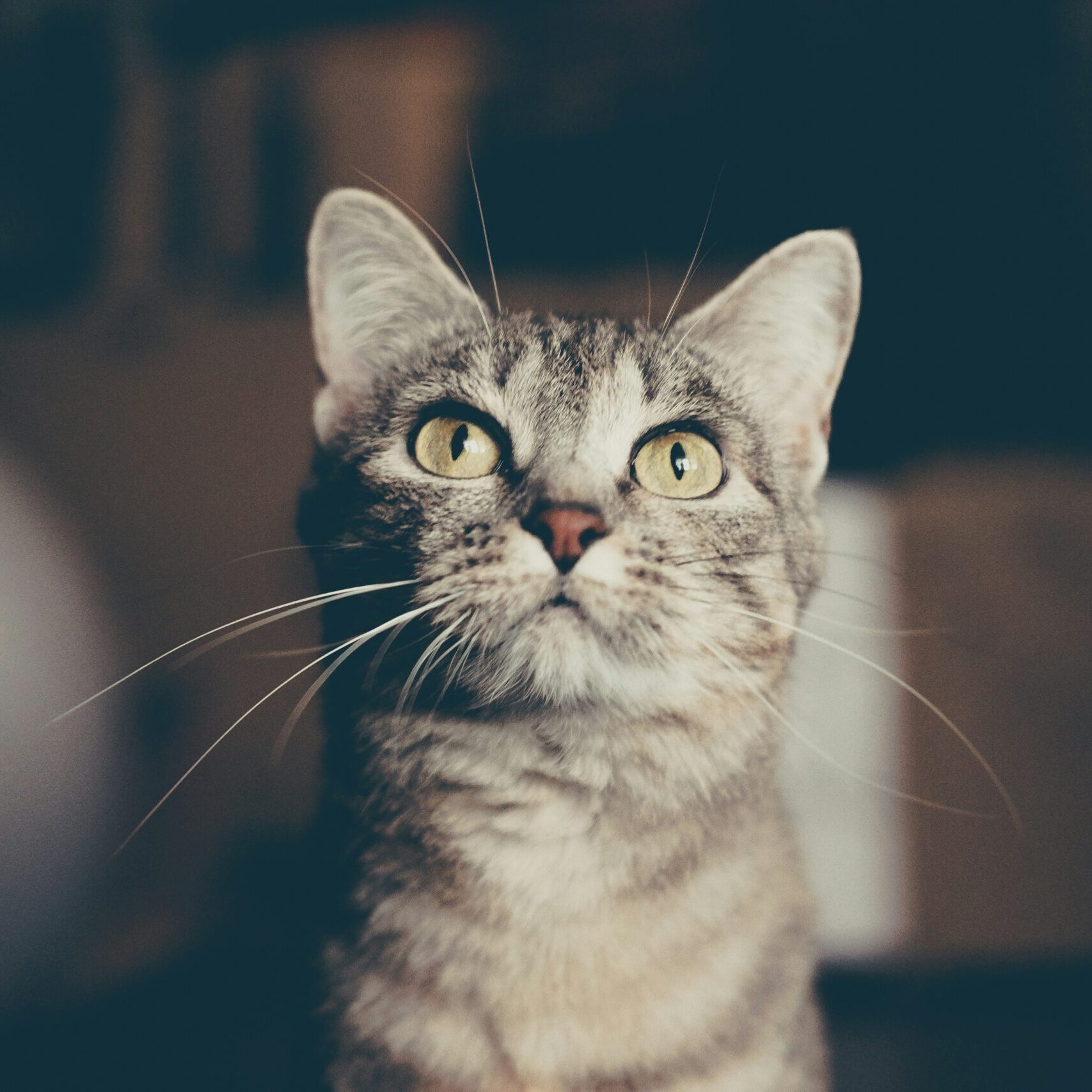 kat kat