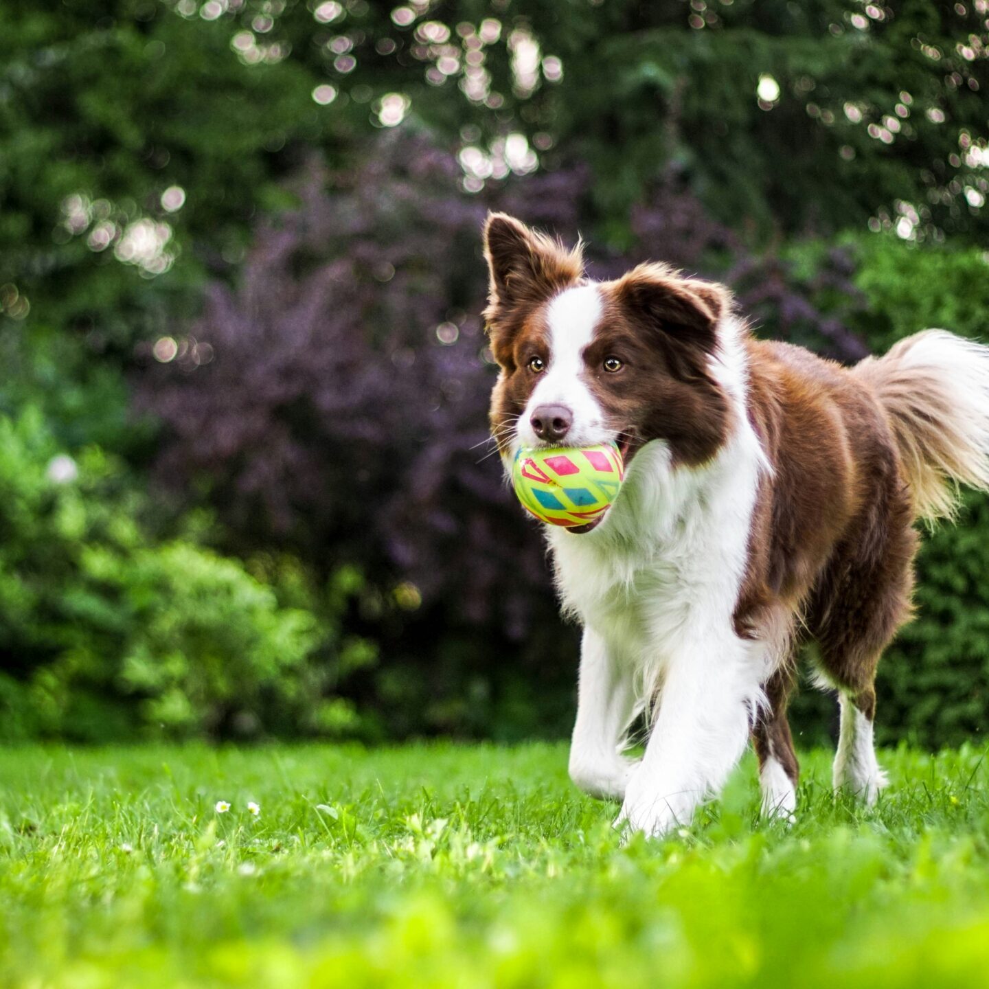 border collie Border collie