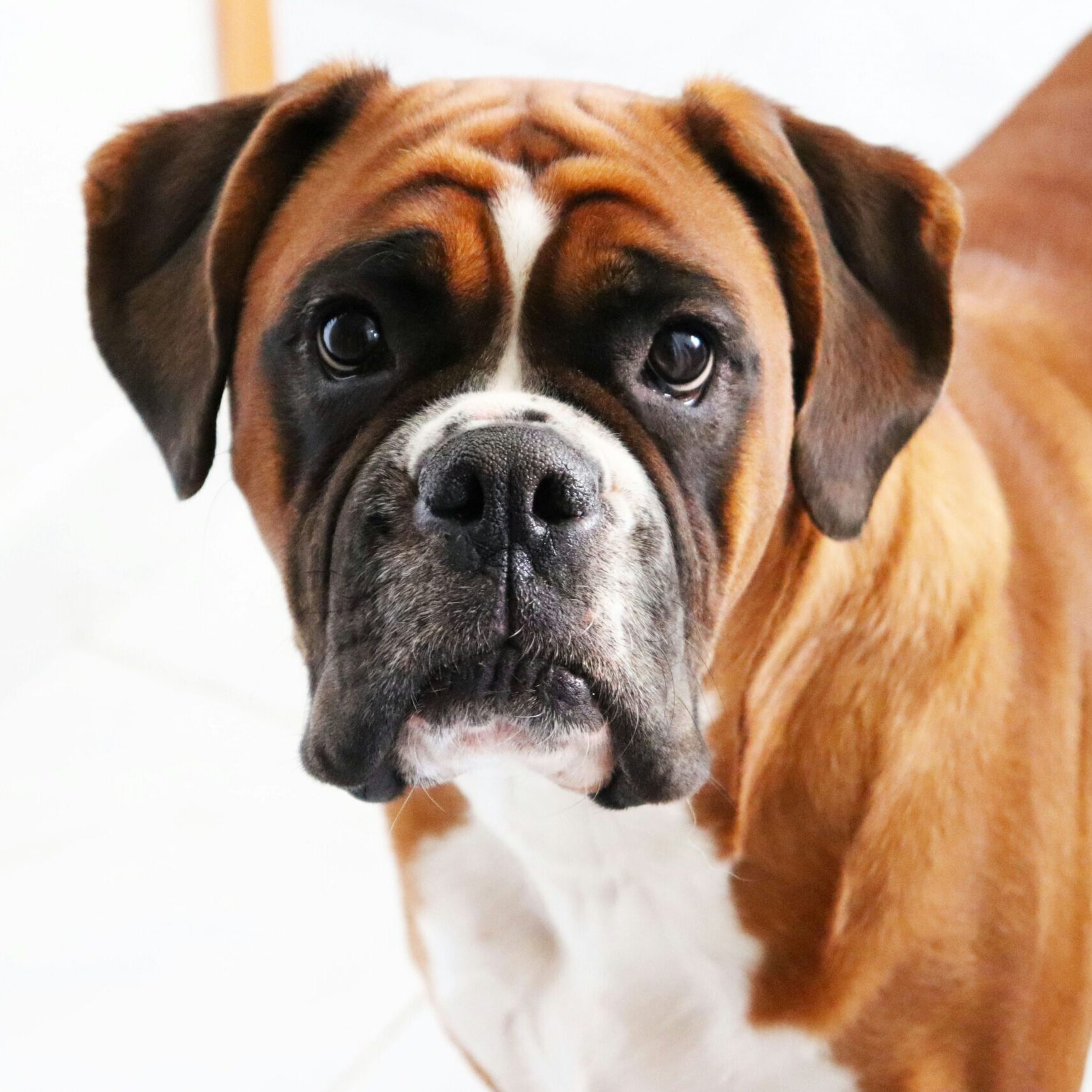 Boxer Boxer