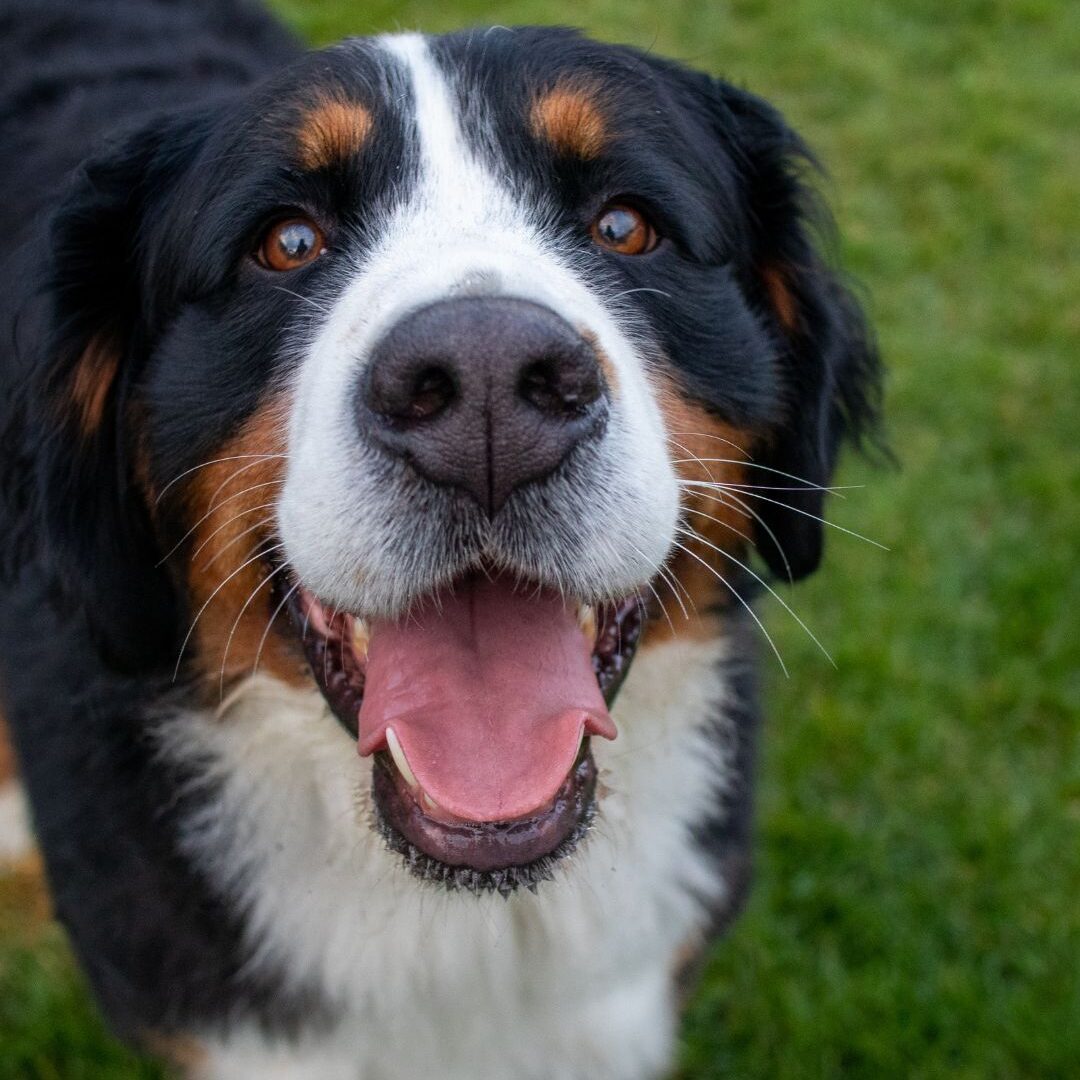 Berner Sennen Berner Sennen