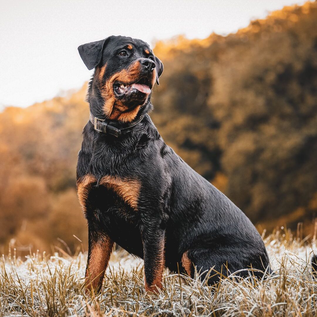 Rotweiler Rotweiler