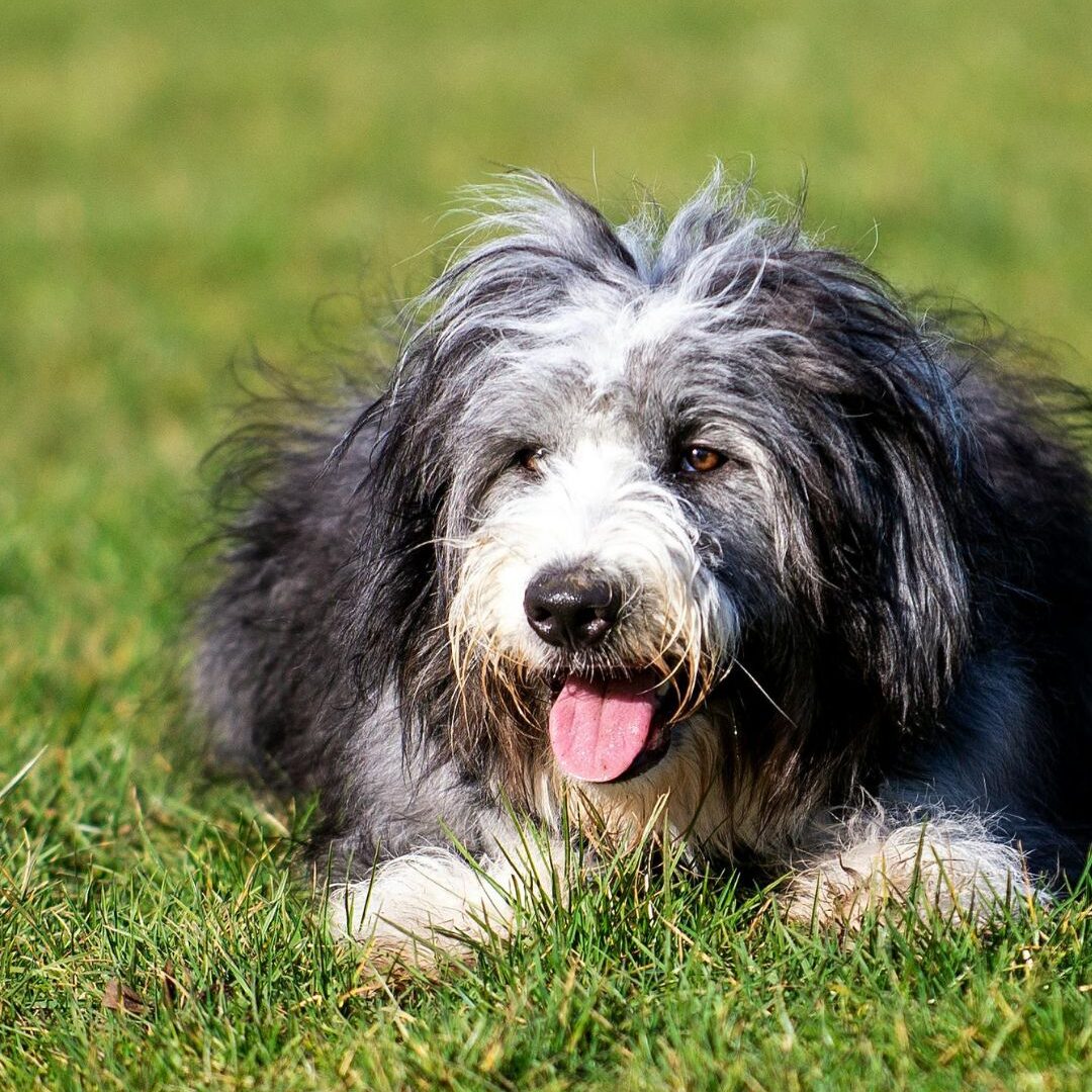 bearded collie bearded collie