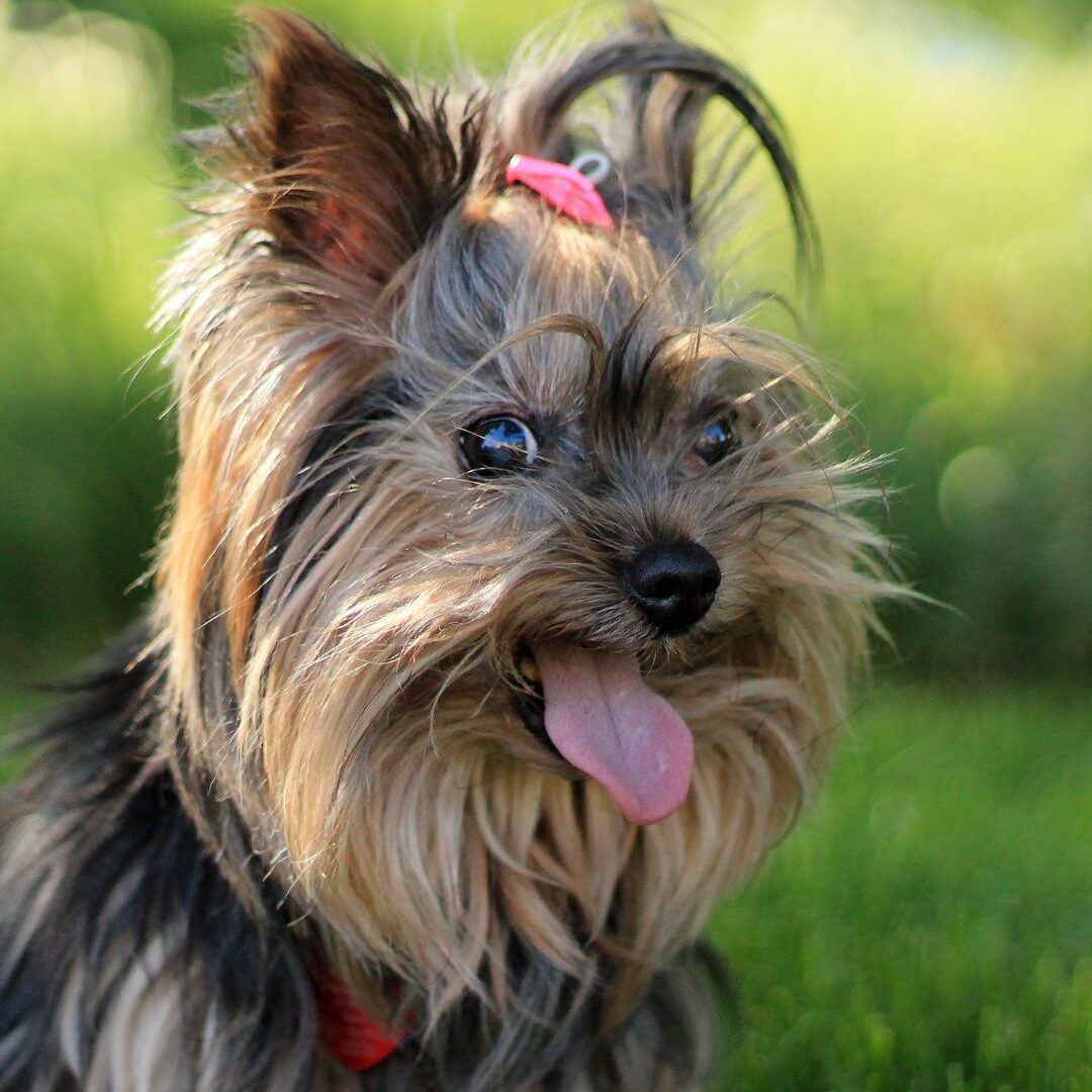 yorkshire terrier yorkshire terrier