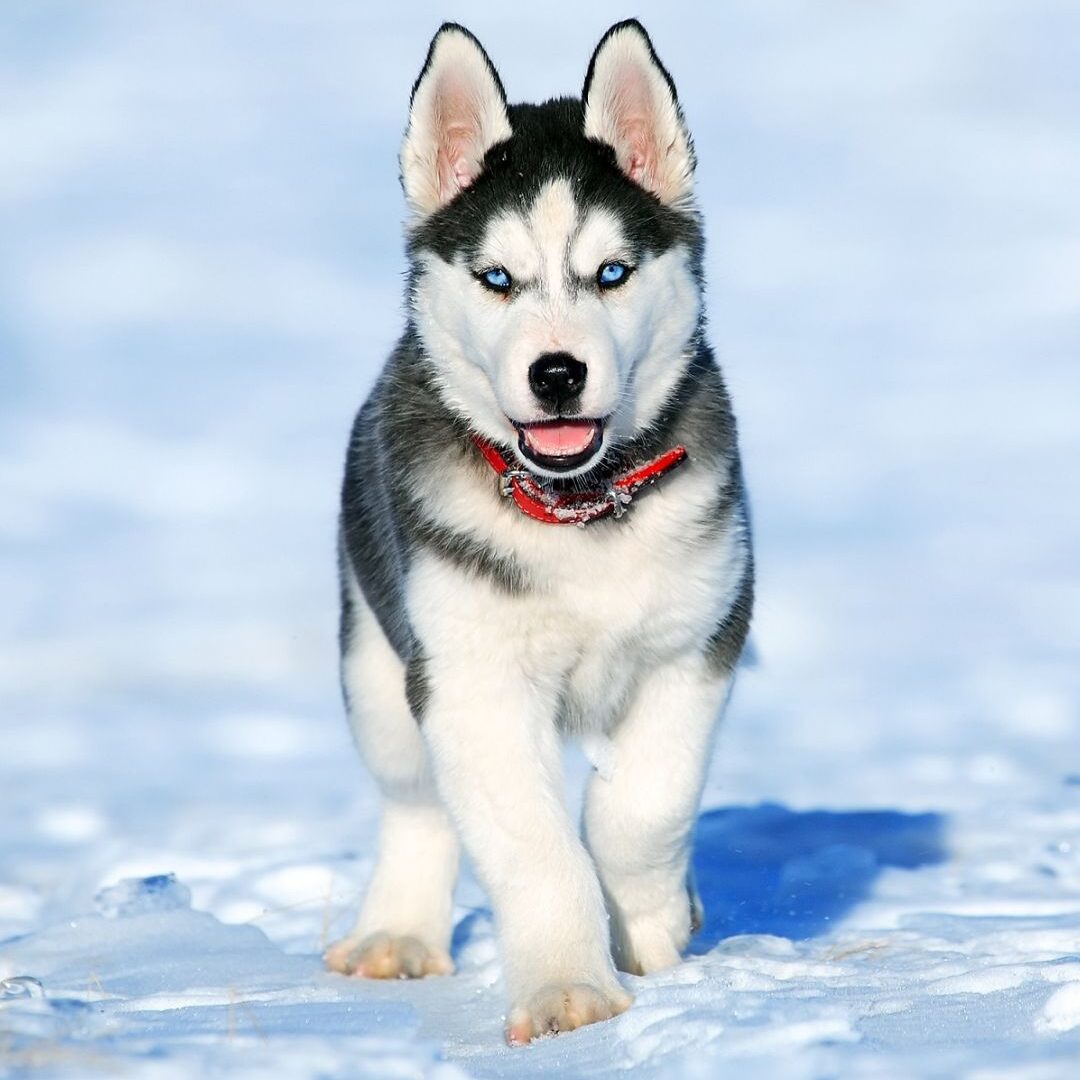 Huskey Huskey