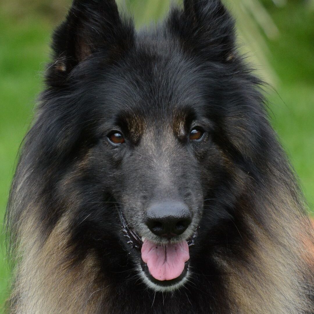 tervurense herder Tervurense herder