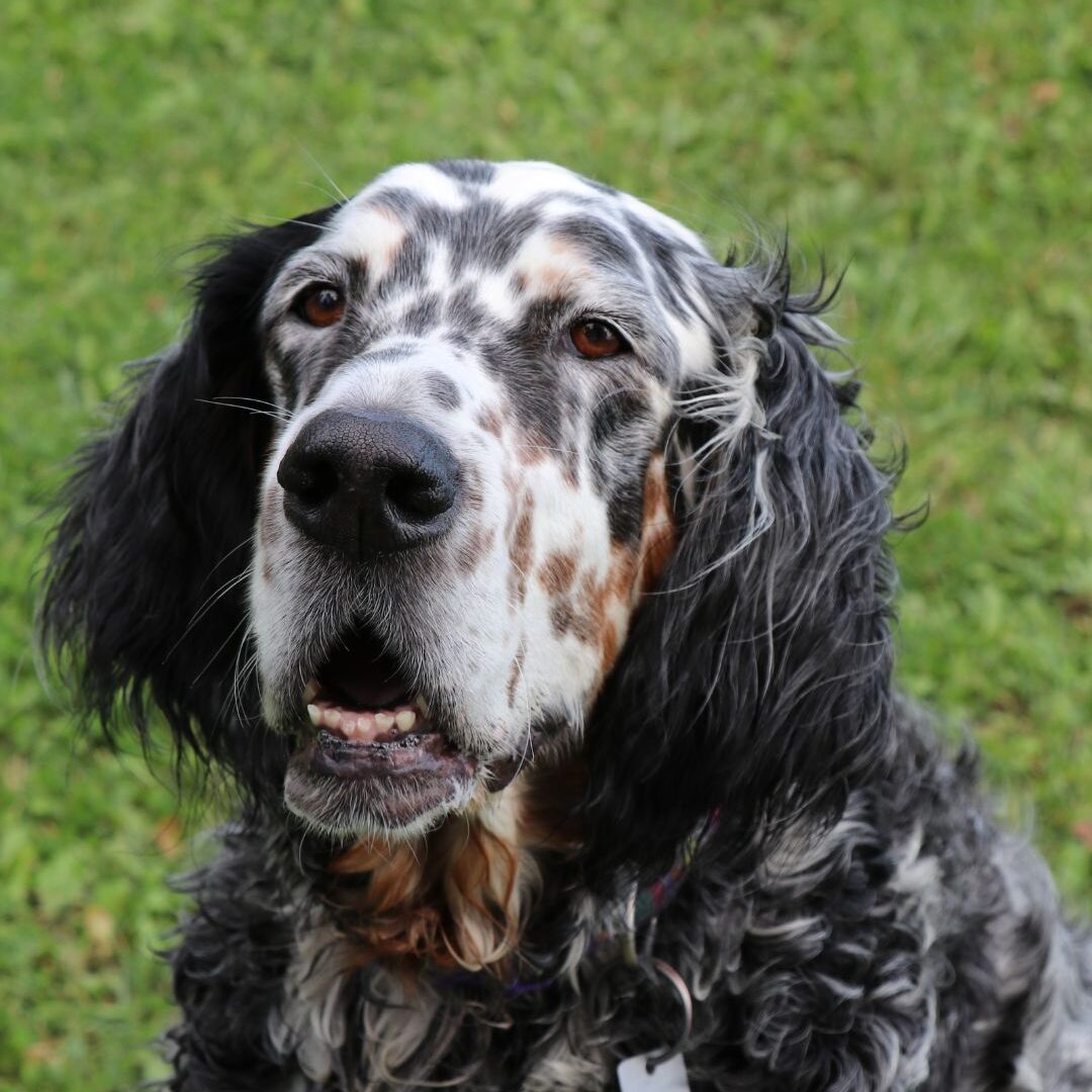 Engelse setter Engelse setter