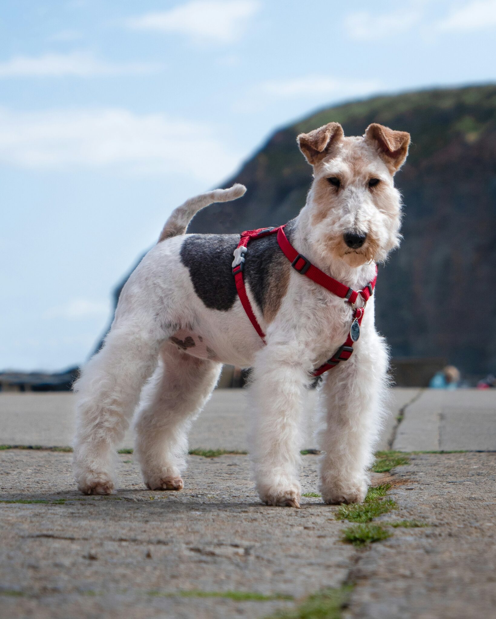 Fox terrier Fox terrier